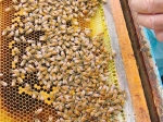 Bee industry vote to unify.