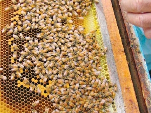 Bee industry vote to unify.