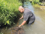 Koura monitoring in the Whakauru Stream.