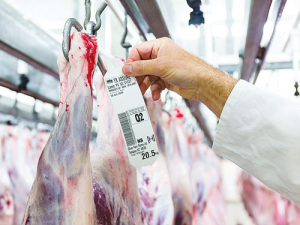New meat processing protocols have reduced the industry’s peak processing capacity by approximately 50% for sheep and 30% for cattle.