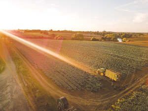 Vegetable growers may focus on selling to the export market if they don&#039;t get a reasonable price for their product, says Leaderbrand chief executive Richard Burke.