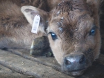 New regulations on bobby calves come into force on August 1.