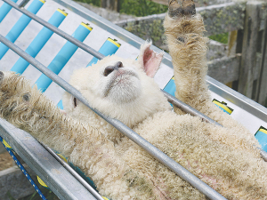 The Vetmarker roller marking tables are easy to load and offer ample working space for vaccinating, earmarking and castrating.