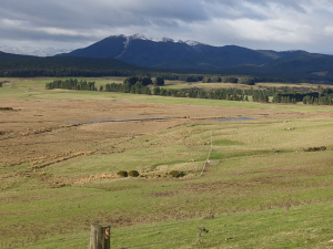 Pāmu has reached the 10,000-hectare milestone, with the registration of five blocks on Dale Farm in the Te Anau Basin. 