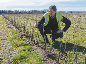 Tony Howey with young blackcurrant plants growing through straw mulch on his farm at Pleasant Point, South Canterbury. He is also trialling plastic weed mat, and sheep to keep the grass down, saying weed control is the toughest part of running a fully certified organic operation. Photo: Rural News Group.
