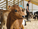 Keep calves safe by ensuring their environment is as clean as possible.