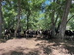 DairyNZ Tests Heat Stress Solutions for Dairy Herds