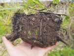 Reducing phosphorus leaching in soil