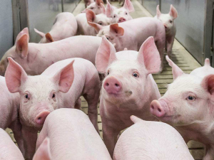 African swine fever has wiped out over half of China’s swine herd.