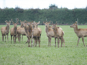 Deer milk’s most noticeable feature is its “phenomenal” texture