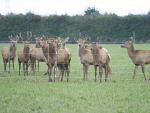 Deer milk’s most noticeable feature is its “phenomenal” texture