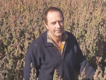 Andrew Currie in his red quinoa ready for harvest. Photo: Supplied.