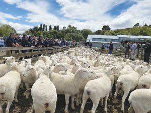Mt Cass two-tooth Wiltshire ewes sold for $375 to a gallery of willing buyers.