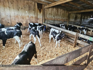 Goodwood NZ says its animal bedding range creates a healthier, drier environment for livestock.