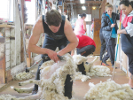 Due to the busy nature of activity undertaken in and around shearing sheds, the opportunity for an accident to happen is high.