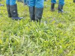 Plantain showing its mettle