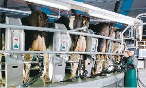 Lift your game on milking