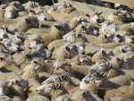 Steady support for wool market