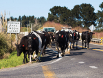 Ospri Urges Farmers To Prepare NAIT Records Before Moving Day