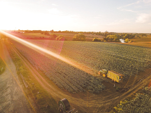 Prices of vegetables will only get pushed up further if vegetable growers are forced into the ETS, say Vegetables NZ and Potatoes New Zealand.