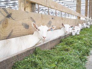 The liver is one of the most complex of all the body’s organs, and it is no different when it comes to goats.