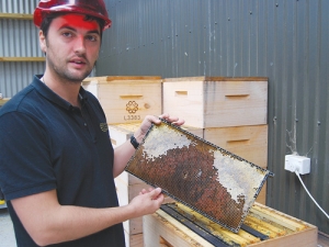 NZ Honey owner James Malcolm with a typical beehive frame in winter storage at the company base at Loburn, North Canterbury. Bottom left: James Malcolm inspects a queen-breeding hive at a site near the company base at Loburn, North Canterbury.