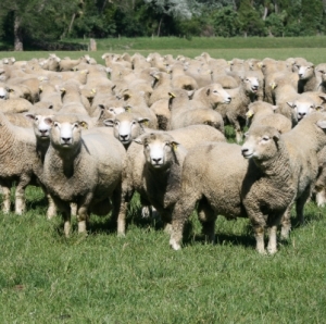 Attempt at shearing record