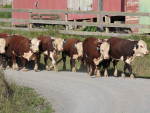 Service bull sale at Huntly