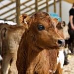 StockSense provides 'heads up' for calving