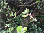 A pōhutukawa with myrtle rust. Photo: DOC.