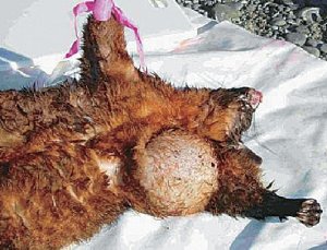 1080 study should allay fears – AHB