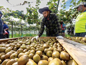 Record Kiwifruit Crop 2025-26: Zespri Forecasts Highest Grower Returns