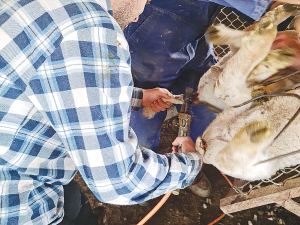 The docked tail must be no shorter than the distal end of the caudal fold - that&#039;s the end of the flaps of skin that attach the underside of the tail to the lamb&#039;s body.