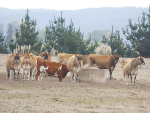 Farmers struggle with water and feed shortages