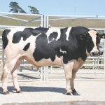 CRV Ambreed’s top bull Aljo TEF Maelstrom.