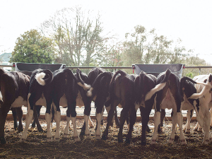 Waste milk as a feed?