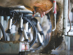 Cool milk keeps bacteria at bay.