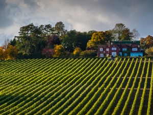 Hambledon Vineyard.