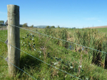 New freshwater reforms will result in 56,000 km more fences protecting New Zealand waterways from stock.