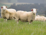More farmers are enquiring about sheep milk, says Spring Sheep Milk Co.