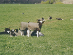 Even the relatively milder winters of New Zealand chill calves so that they do not thrive as well as they should.