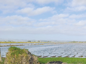 Flooded kumara on Ruawai kumara grower Warwick Simpson’s Northland property. He says growers are expecting higher than normal losses due to rotting in storage too.