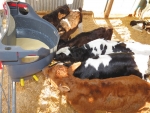 Measuring quality of colostrum can no longer be left to chance