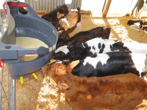 Measuring quality of colostrum can no longer be left to chance