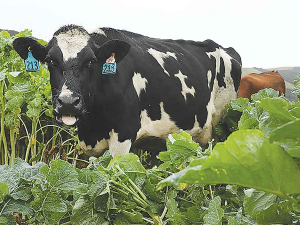 Controlled grazing that reduces the amount of time animals spend on pasture helps mitigate nitrogen losses.