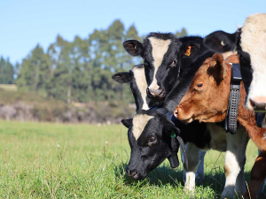 LIFT Programme Names Nine Farms for Virtual Fencing Trial