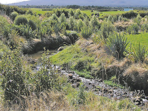 Careful selection of the mix of plant species planted within riparian areas is important.