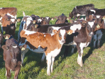 From 1 June this year, Fonterra suppliers have to record information about how many calves are born on-farm and where they go.