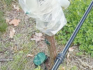 A Marlborough vine with trunk disease which has been saved by trunk renewal. Note the old trunk, cut at an angle facing north, and pained to protect from further infection. The new trunk, now several years old, still has the plastic sleeve used to protect it from herbicides.