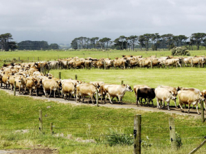 Rabobank’s latest Global Dairy Quarterly says global prices appear to have peaked in the current cycle.